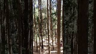 Ooty pine forest || just miss tn42