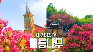 8월 여름 환상 속 배롱나무 명소 대구 BEST 4