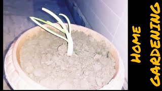 Home Gardening || Child Home Gardening Project