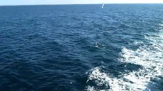 Whale Watching on the San Diego Shore