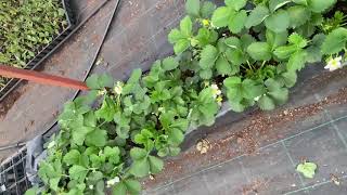 Ягоди сорт Клери и разсад отглеждани в оранжерии-“Clery” strawberries and young plants in greenhouse