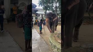 Elephant 🐘🌴#youtubeshorts#elephant#shorts#kandy#shortsvideo