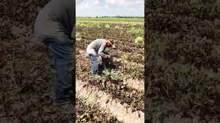 Mexicanos levantando el Dinero en el Campo 😱 🌿 🌱 #campo #parati #agricultura #farming #shortsviral