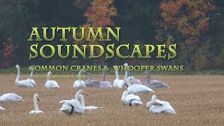 Awesome Autumn Soundscapes Created by Common Cranes and Whooper Swans