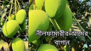 নীলফামারীর আমের বাগান