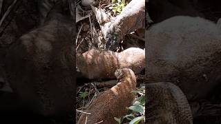 two komodo explore wild pig #trending