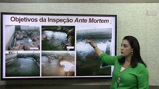 Inspeção Ante Mortem - Hig.  e Tec.  de Suínos - PÓS-GRADUAÇÃO EM ALIMENTOS - Aula 8 de 15