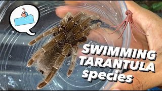 I read this TARANTULA can Swim & Catch fish !!!