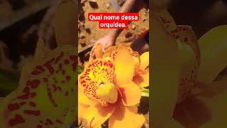 Qual nome dessa orquídea #viral