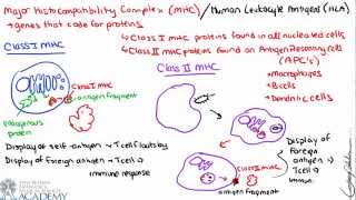 Adaptive Immunity