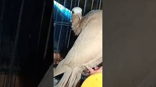 mokkhi #pigeon #fancy #kabootar #bd #shortvideo #shorts #shortsyoutube #short #shortsviral