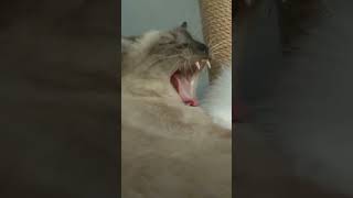 CAT YAWNS funny cat #shorts #short