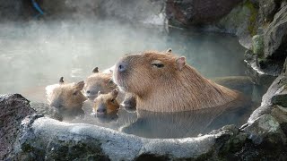 ok i pull up capybara