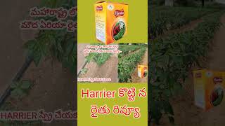 #మిరప లో#Harrier కొట్టిన రైతు అందరికి ముడత ఉంది మాకు లేదు...