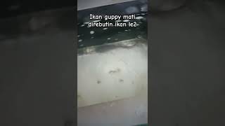 Ikan makan ikan