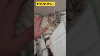 Какой же у неё шершавый язык. Разлеглась погладиться. #шершавый #кошкабуся