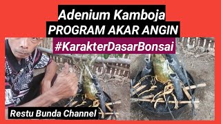 Adenium Kamboja Program AKAR ANGIN #KarakterDasarBonsai