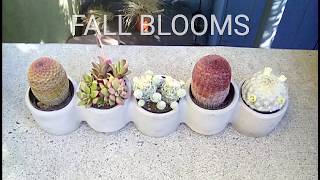 Fall Blooming Cactus