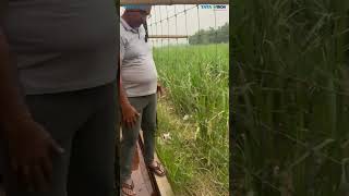 Farmer's Testimonial: Strength and Benefits of Knotted Fence Installation in Amroha, Uttar Pradesh