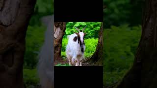 Goat | Funny Goat Sound Animals #shorts #wildlife #goat