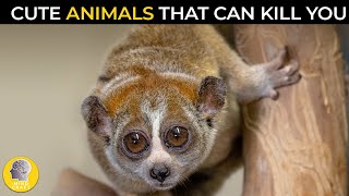 CUTE ANIMALS THAT CAN KILL YOU!