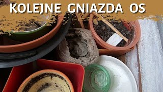 Kolejne gniazda os - usuwanie gniazda os - całkowita likwidacja gniazda - atak os - szerszenie