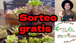 Rifa gratis. Gana estas #suculentas #jardin #cactus #viral  #plantas #rifa #CactuMoritas