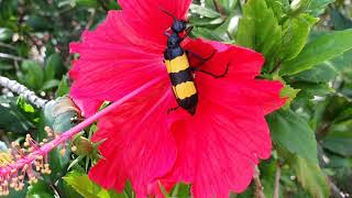 orange banded black scorpion fly sucking and eating red flower