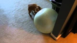 The cutest French Bulldog Ever, Theo attacking a workout Ball