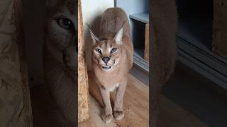 Каракал Шаня , наглая морда , делает утренние нервы. #cat #caracal #servalcats #serval #каракал