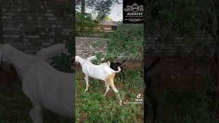 Goat Farm // Raising Goat // Farming Business idea