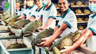 How China Farmer Raised Millions Frogs For Meat Frog Processing in Factory - Frogs Farm