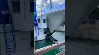 Cruise Ship Misshaps