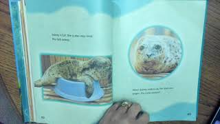 A Harbor Seal Pup Grows Up