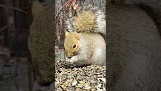 North Eastern Gray Squirrel