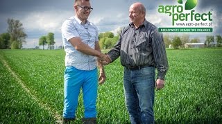 AGRO-PERFECT Bydgoszcz Wojciech Socha Pszenica