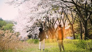 ВОТ почему вы должны посетить КОРЕЮ ВЕСНОЙ... 🌸 [벚꽃, Cherry Blossom Korea]