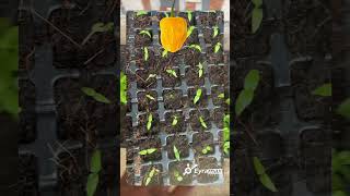 How to Improve Your Vegetable Seedlings 🌱 at Nursery Stage