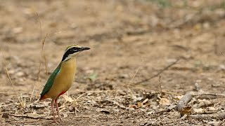 Asian Green Bee Eater patiently waiting with its prey & Indian Pitta Nine Colour Bird  Calling/Relax