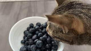 my cat is a blueberry thief!!!