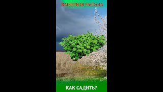 Как садить кассетную рассаду клубники #shorts