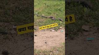 आपके यहां इस सर्प को क्या कहते हैं।#Snake #Short