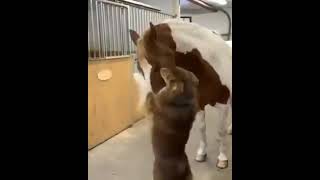 Friendship between Horse and Dog