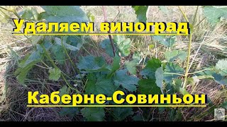 ВИНОГРАД КАБЕРНЕ-СОВИНЬОН -19-22°С   будем удалять - ПОЧЕМУ????