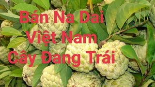 Bán Na Dai Việt Nam Cây Lớn Đang Trái