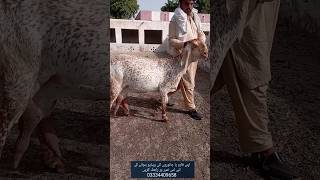 Syed Ali goat form Bahawalnagar #petslovers #makhicheenigoats #shortsvideo #shorts