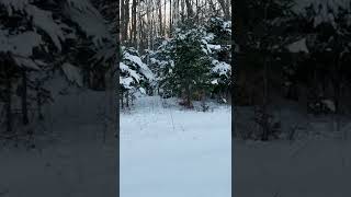 Deacon fetching birds in the snowy Maine woods! #shorts