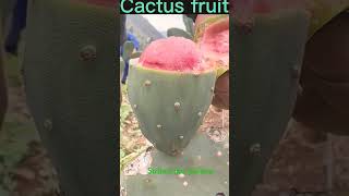 cactus fruit