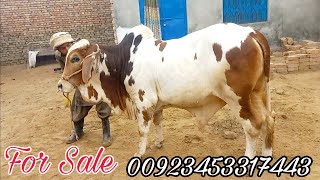 Brhaman & Ghulabi Bachy For Sale At Hamdan Cattle Farm & Palai Centre|