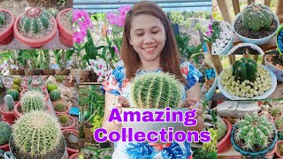 House Plant Tour | Do's and Dont's |Cactus Collections